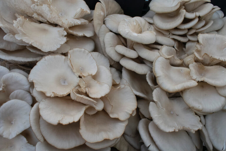 A bunch of mushrooms growing on the ground