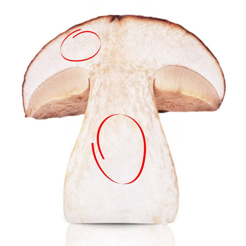 A mushroom cut in half, two circles highlighting the cap and the stem