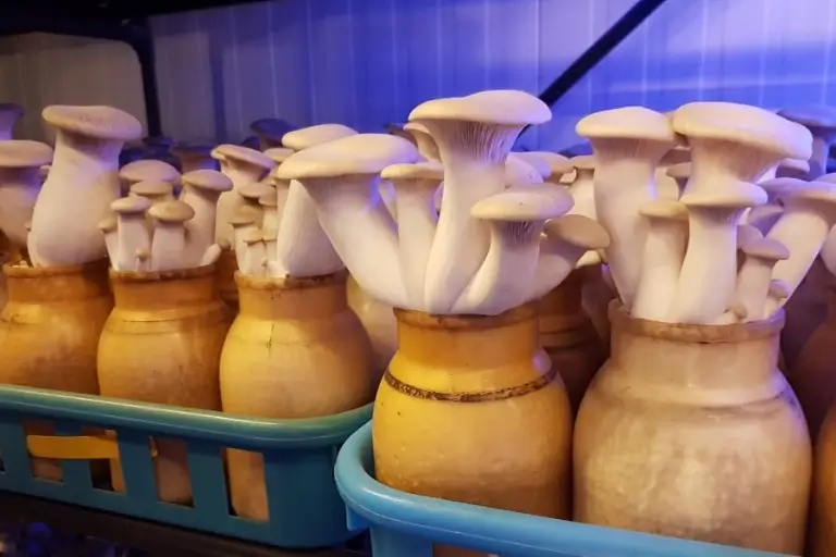 A bunch of mushrooms growing on the ground