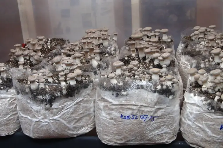 A bunch of mushrooms growing on the ground