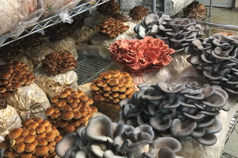 A bunch of mushrooms growing on the ground