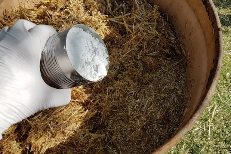 A bunch of mushrooms growing on the ground