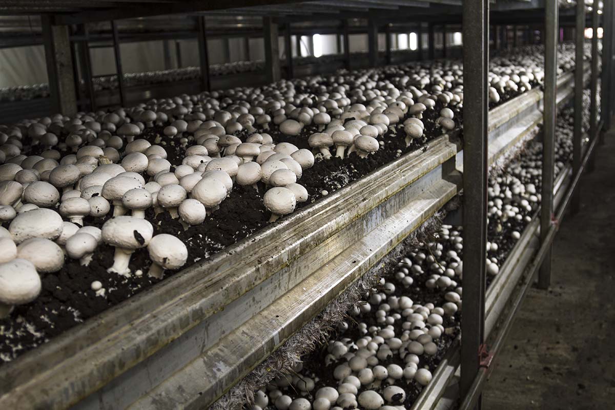 A bunch of mushrooms growing on the ground