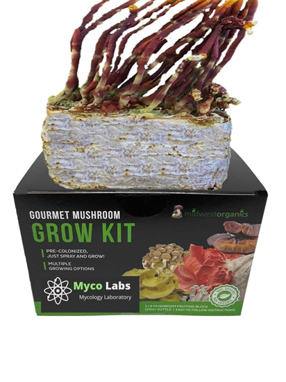 Unique antler-shaped Reishi mushrooms growing from a home cultivation kit