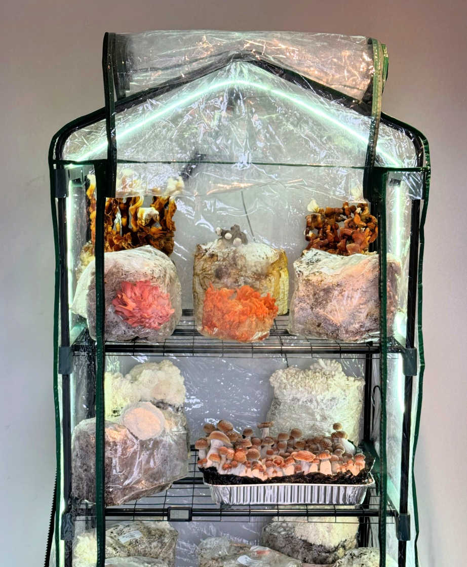 Ecosphere 3.0 Mushroom Grow Tent – Digital Humidity & Temperature Control