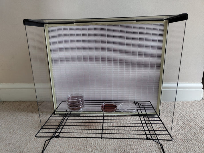 A full view of the extra-large laminar flow hood with transparent side panels and a spacious work area containing Petri dishes on a raised rack.