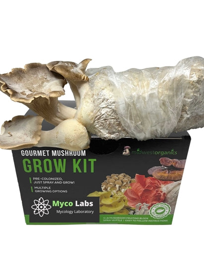 King trumpet oyster mushrooms grown at home with a mushroom grow kit