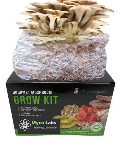Delicate Phoenix oyster mushrooms flourishing from an easy-to-use grow kit