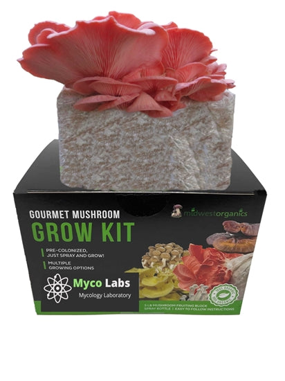 Vibrant pink oyster mushrooms cultivated at home from a mushroom grow kit
