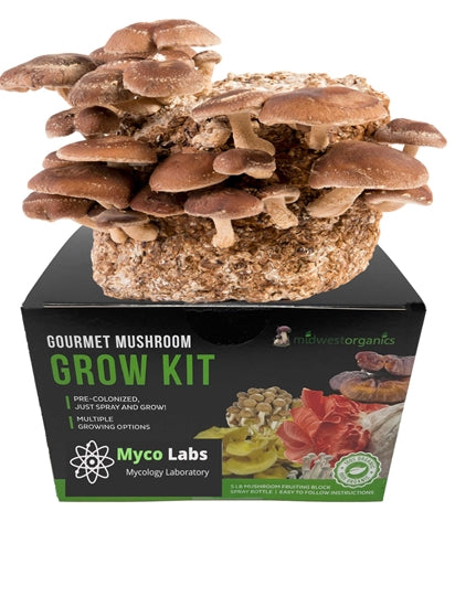 Rich brown Shiitake mushrooms growing densely from a home cultivation kit