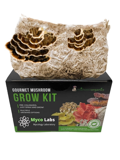 Turkey tail mushrooms thriving from a home mushroom cultivation kit