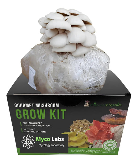 Fresh white pearl oyster mushrooms fruiting from an easy-to-use grow kit