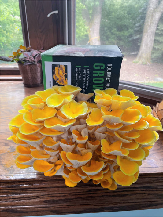 Bright yellow oyster mushrooms growing indoors from a home grow kit